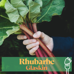 RHUBARBE